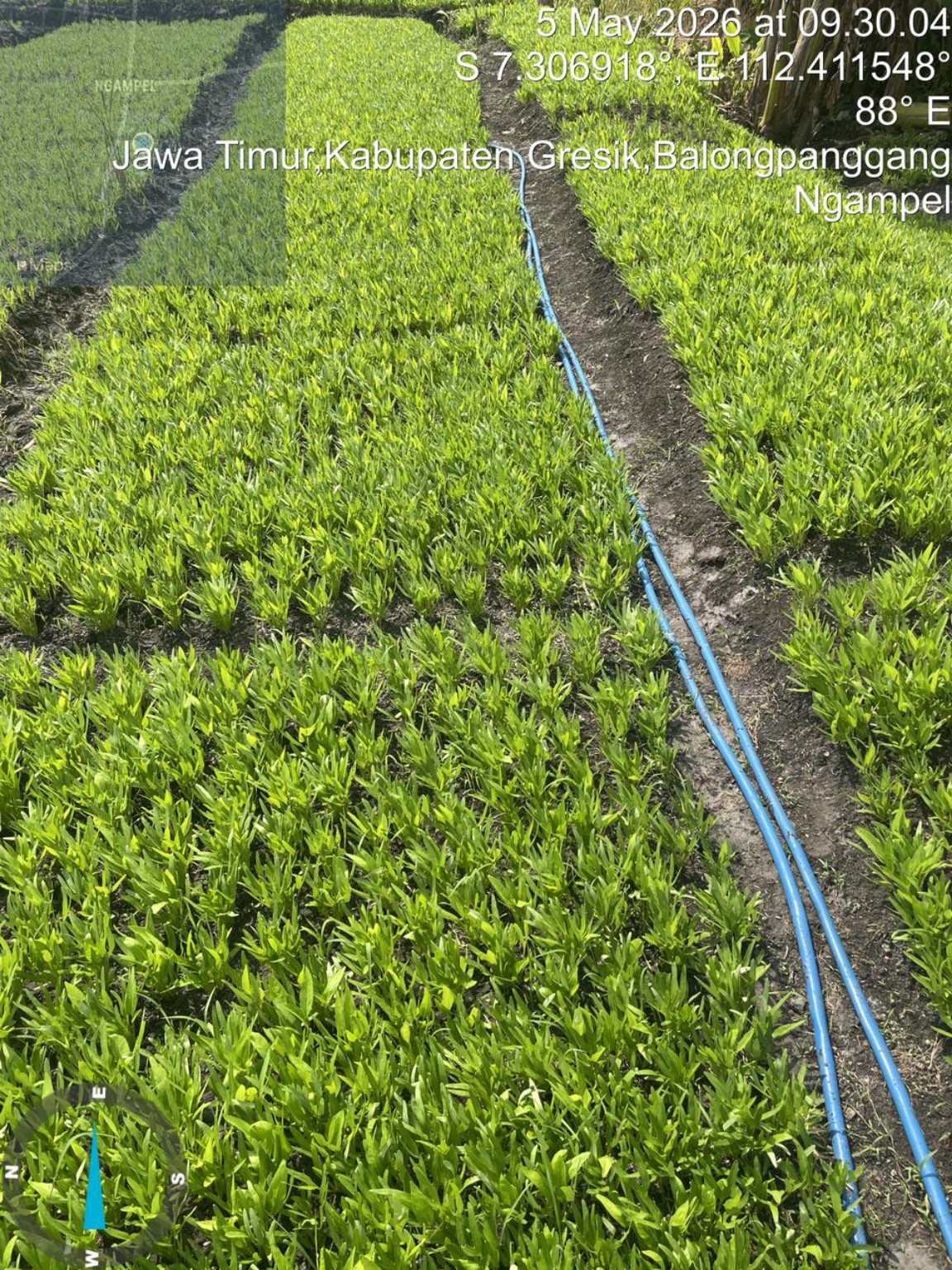 Hamparan tanaman pada lahan PT Hasil Bumi Sejahterah