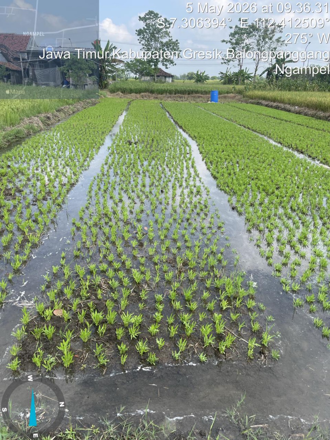 Lahan pembibitan benih kangkung PT Hasil Bumi Sejahterah